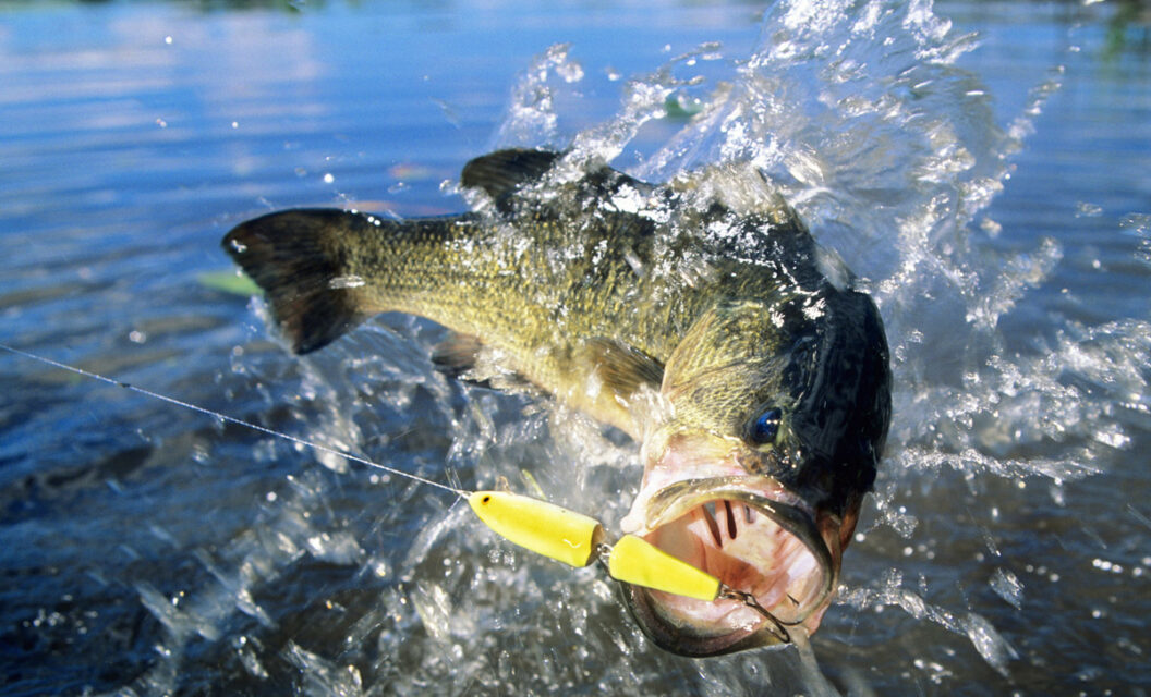 Bass Fishing in Texas: Here’s What You Need to Know