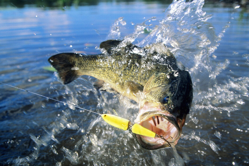 texas bass fishing