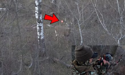 Big Buck Falls to Female Bowhunter After a Perfect Long Shot
