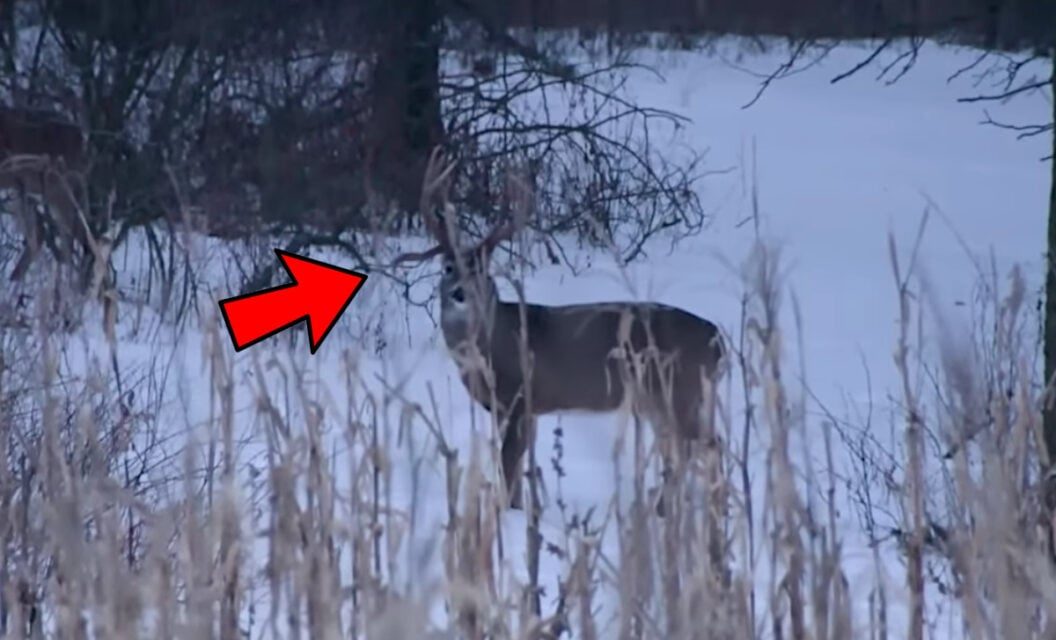 Big Drop-Tine Buck Gets Dropped in Iowa Muzzleloader Hunt
