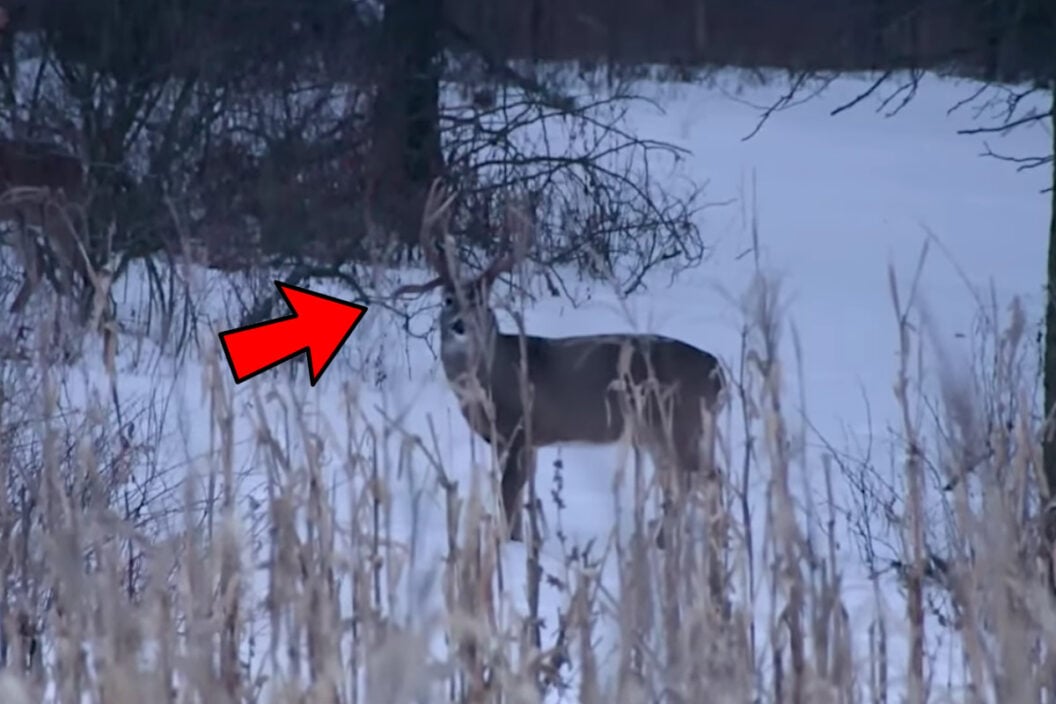 Iowa Muzzleloader Buck