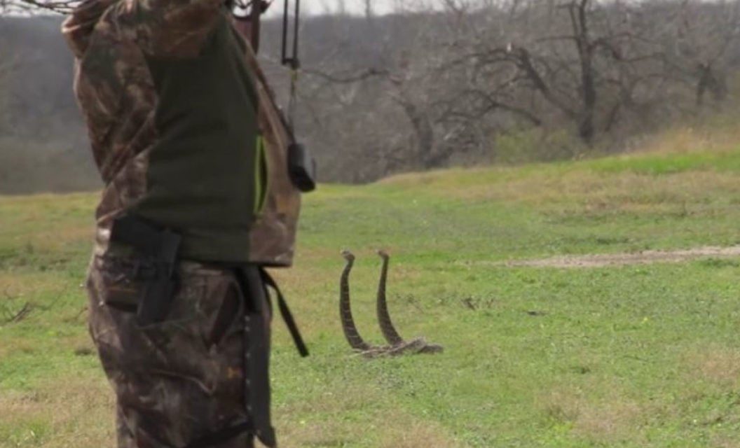 Bowhunter Kills Two Rattlesnakes With One Arrow