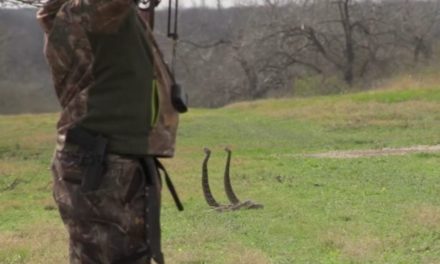 Bowhunter Kills Two Rattlesnakes With One Arrow