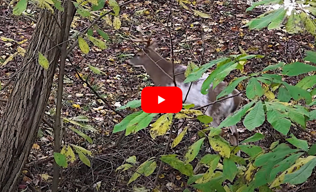 Bowhunter Makes Perfect Shot on Gnarly Piebald Buck in Maryland