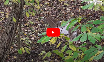 Bowhunter Makes Perfect Shot on Gnarly Piebald Buck in Maryland