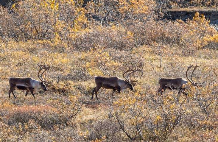 caribou hunting