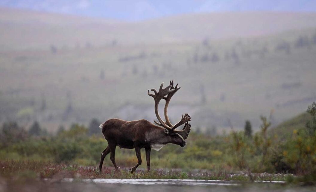 Caribou Hunting 101: When and Where to Do It 