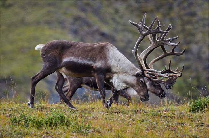 caribou hunting