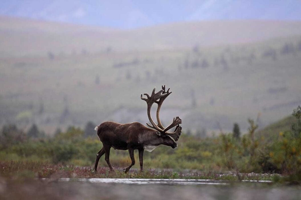 caribou hunting