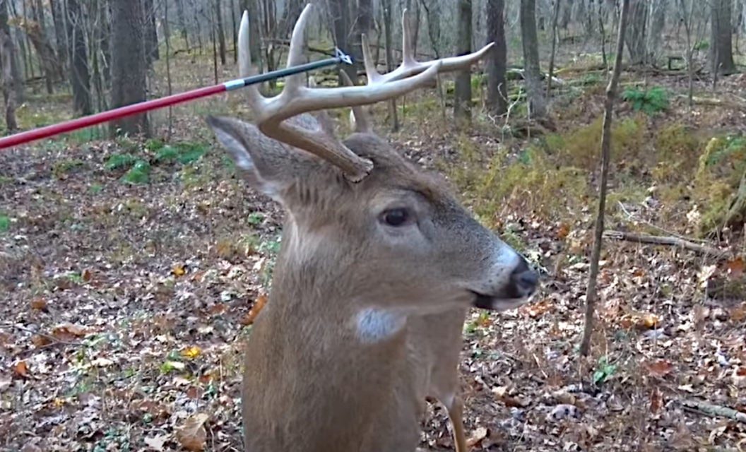 Clueless Whitetail Deer Lets Hunter Poke Him With Arrow