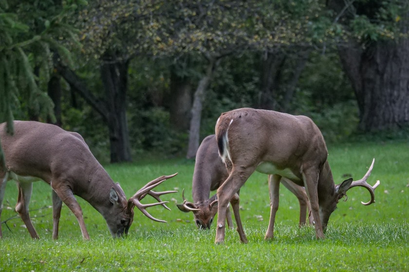 Deer Feeding Times