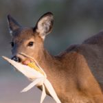 Deer Feeding Times: Figuring Them Out and Using Them to Your Advantage