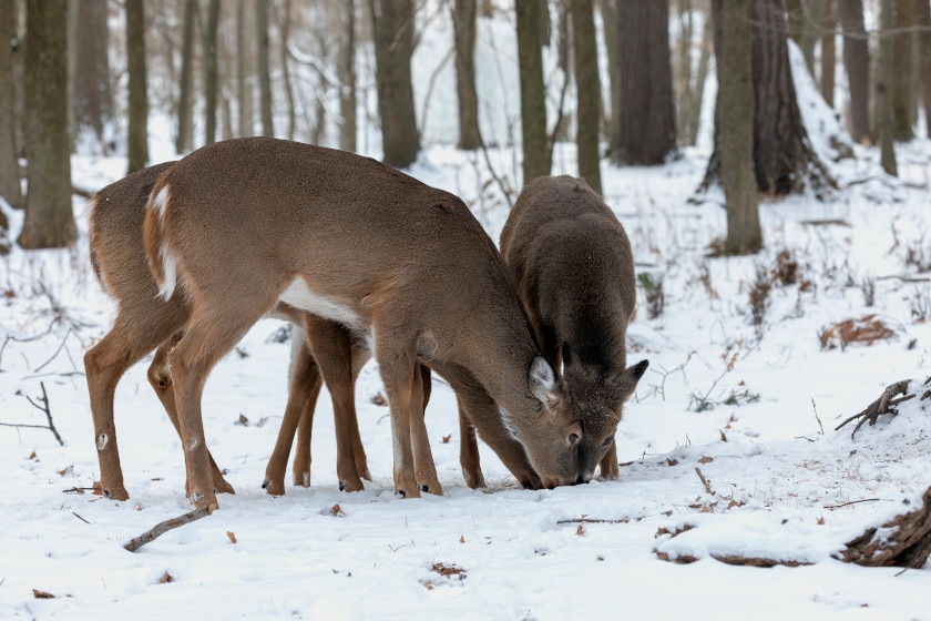 Deer Feeding Times