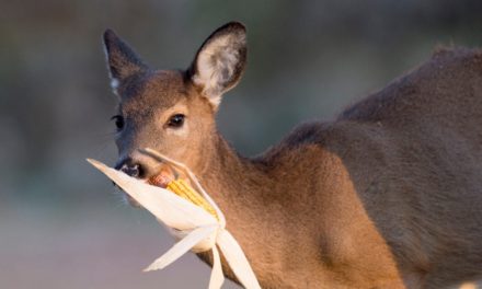 Deer Feeding Times: Figuring Them Out and Using Them to Your Advantage