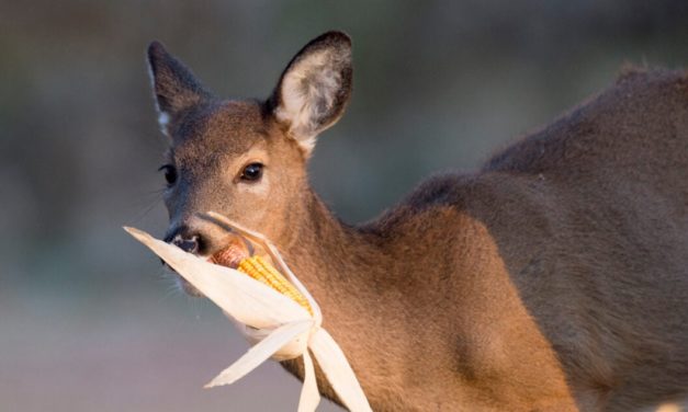 Deer Feeding Times: Figuring Them Out and Using Them to Your Advantage