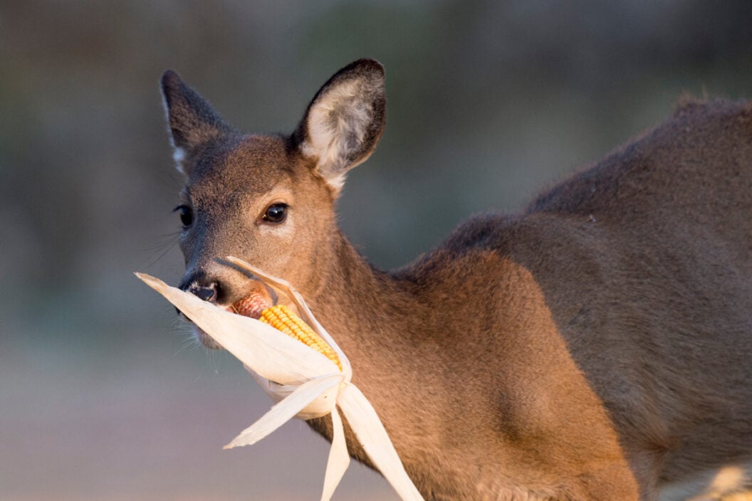 Deer Feeding Times