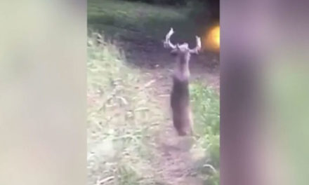 Deer Suffering From CWD Attempts Bizarre Backflip