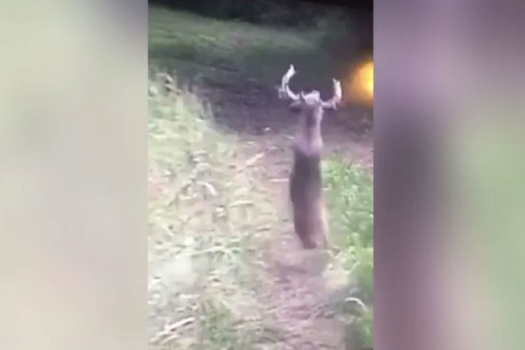 deer backflip