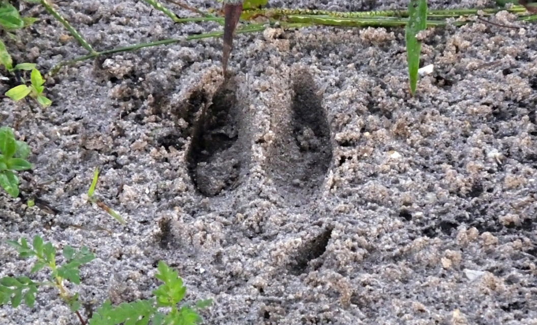 Deer Tracks, Identification and What Hunters Can Learn From Them