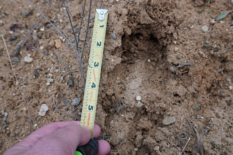 Deer Tracks, Identification and What Hunters Can Learn From Them
