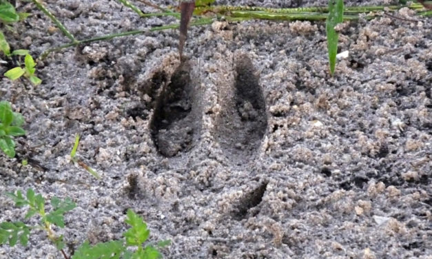Deer Tracks, Identification and What Hunters Can Learn From Them