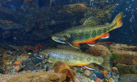 Discovering the Secrets of Trout DNA in the Adirondacks