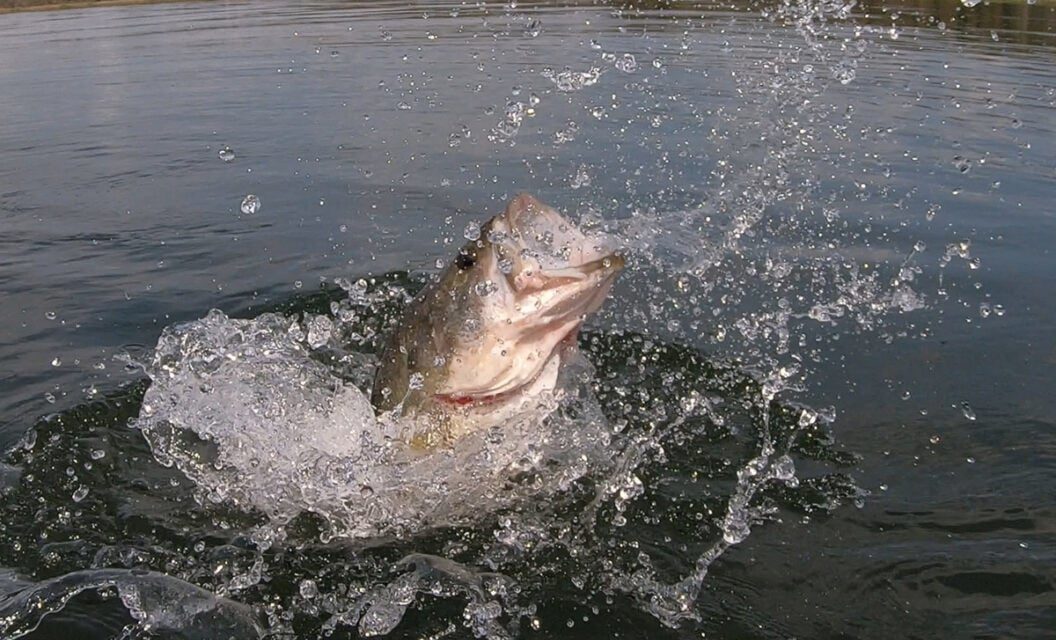 How to Fish Wing Dams During Fall, Winter