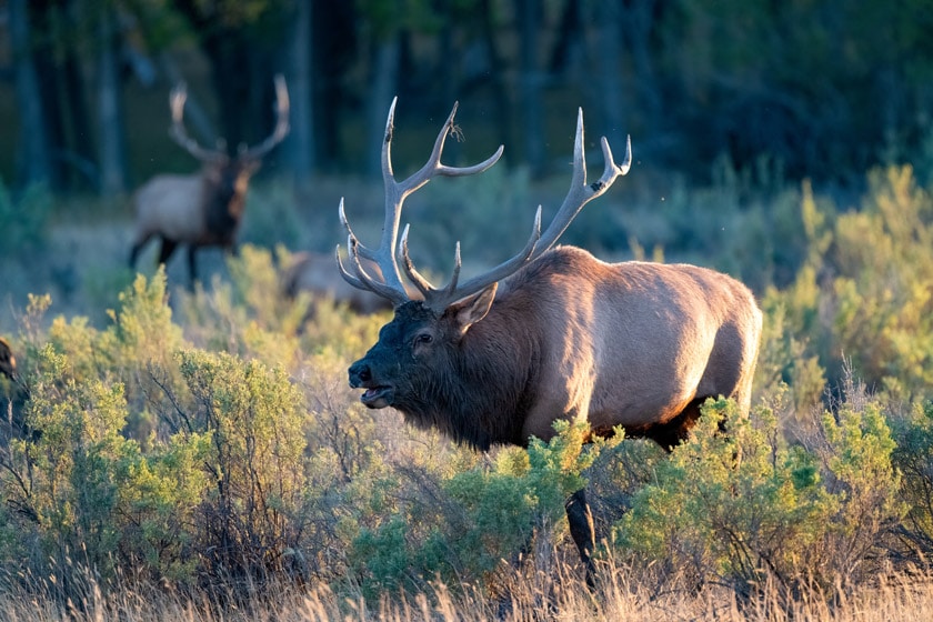 michigan elk hunting