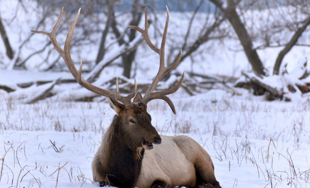 How to Go On an Elk Hunt in Michigan