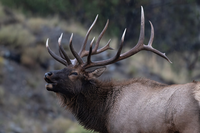 How to Go On an Elk Hunt in Michigan Outdoor Enthusiast Lifestyle