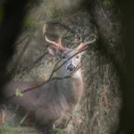Hunting Pressured Deer: Tips From a Seasoned Pro