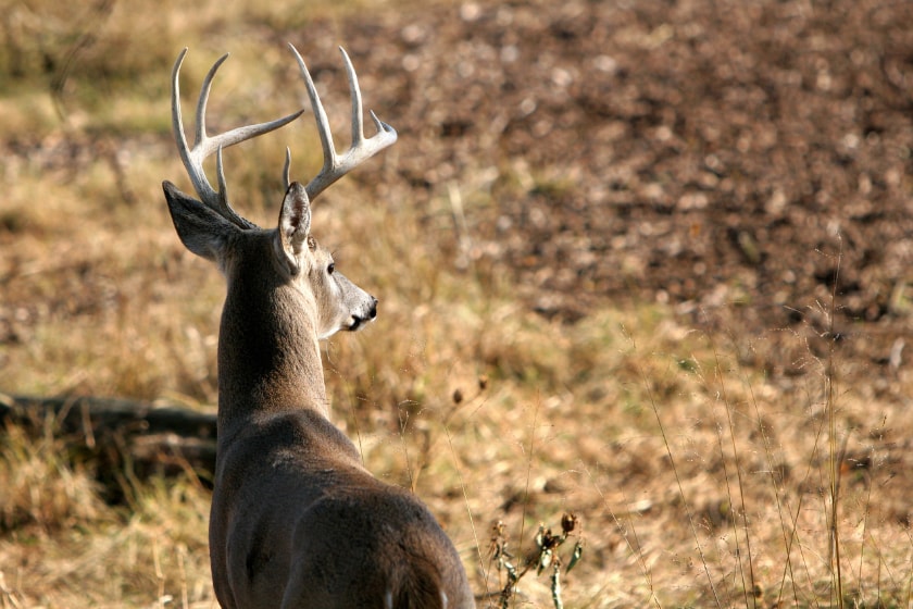 pressured deer properties