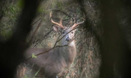 Hunting Pressured Deer: Tips From a Seasoned Pro