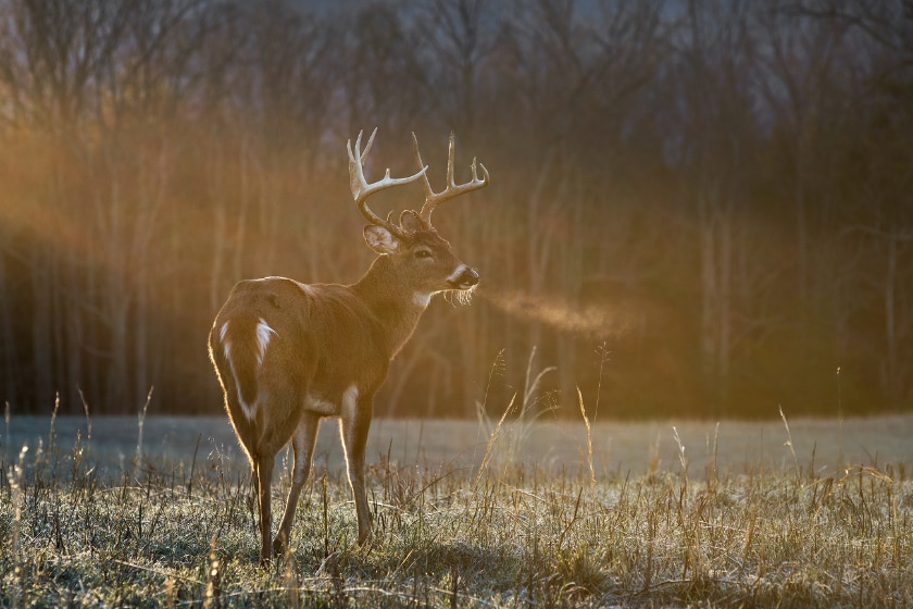 pressured deer properties