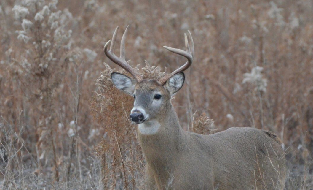 Identifying a 120-Class Whitetail Deer is Easier Than You Think