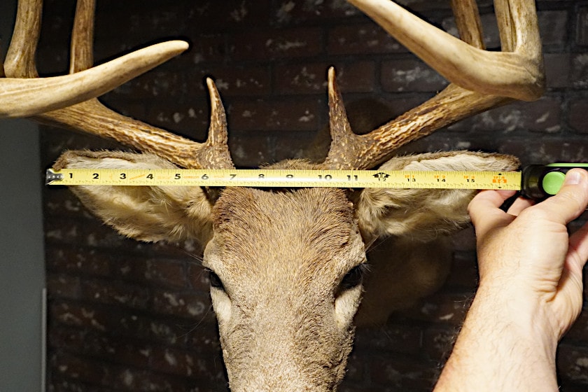 120 Class Whitetail Deer