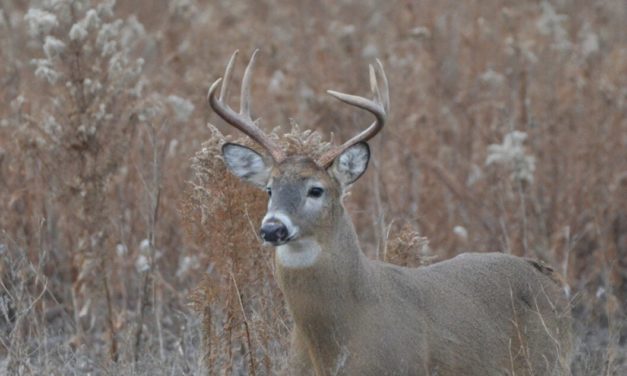 Identifying a 120-Class Whitetail Deer is Easier Than You Think