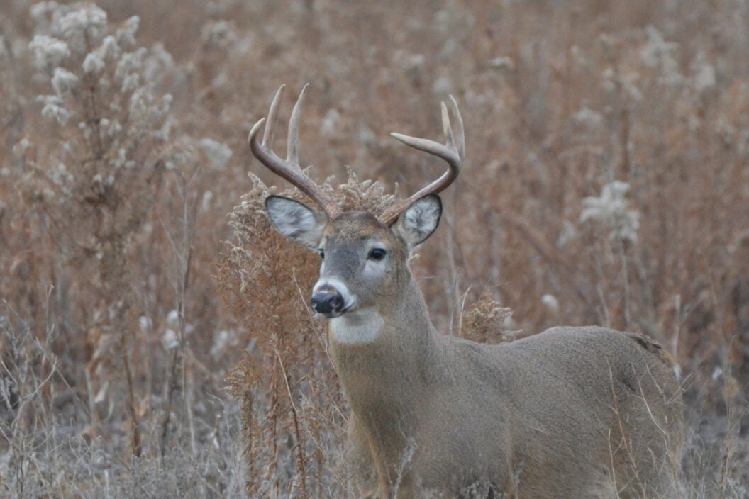 120 Class Whitetail Deer