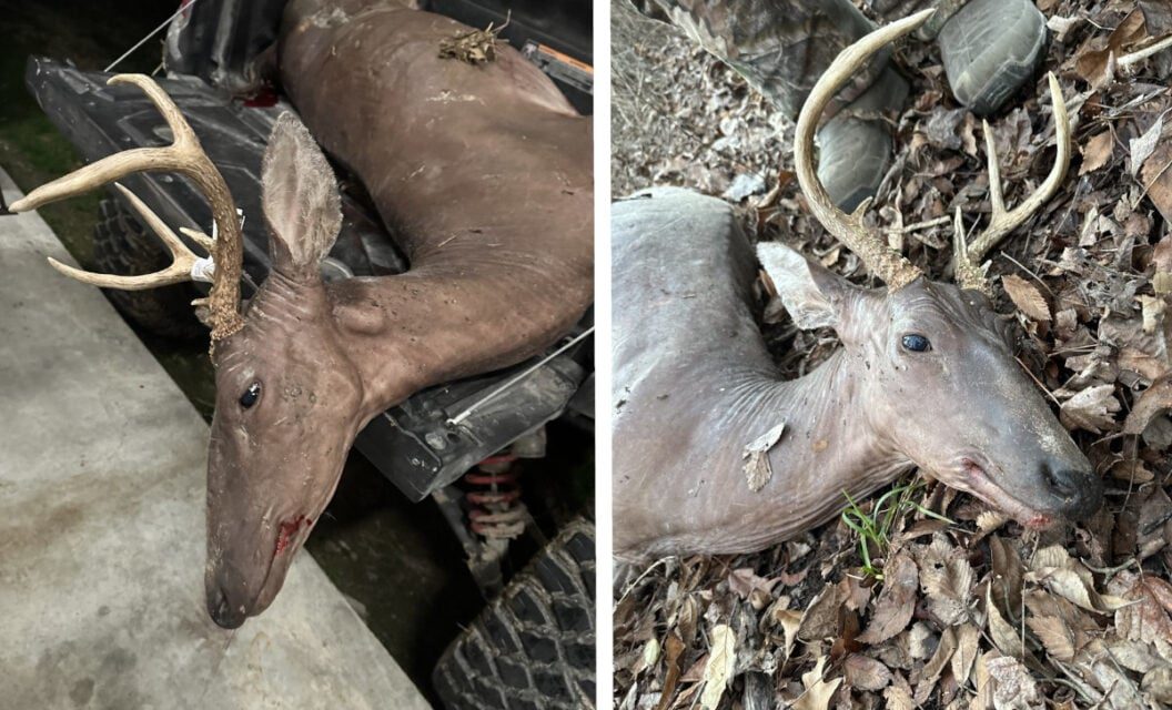 Illinois Hunter Bags Freaky Hairless Buck