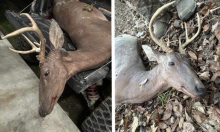 Illinois Hunter Bags Freaky Hairless Buck