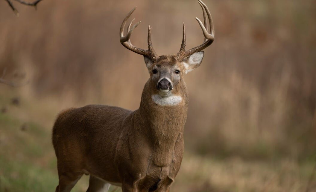 It’s In the Teeth: How to Tell the Age of a Deer