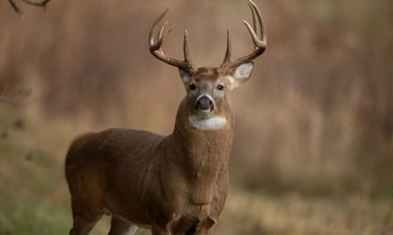 It’s In the Teeth: How to Tell the Age of a Deer