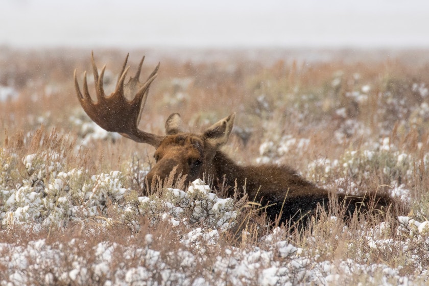 Shed Hunting Regulations