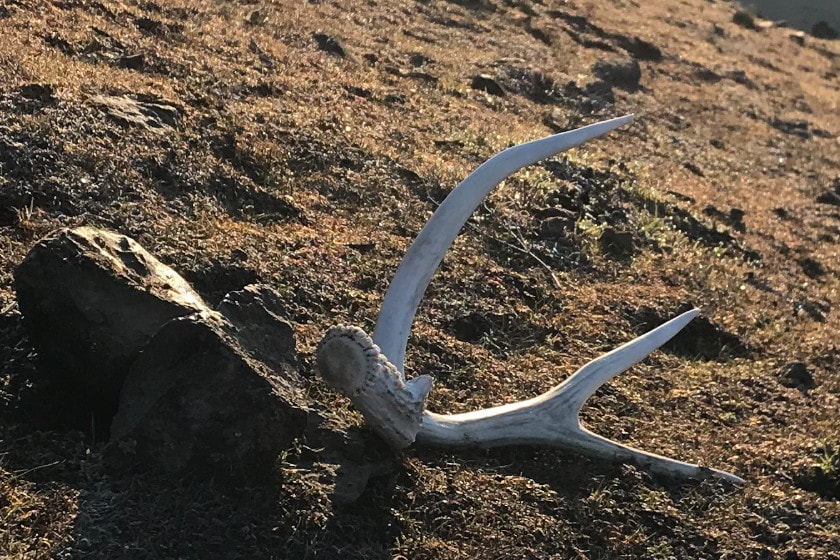 Shed Hunting Regulations