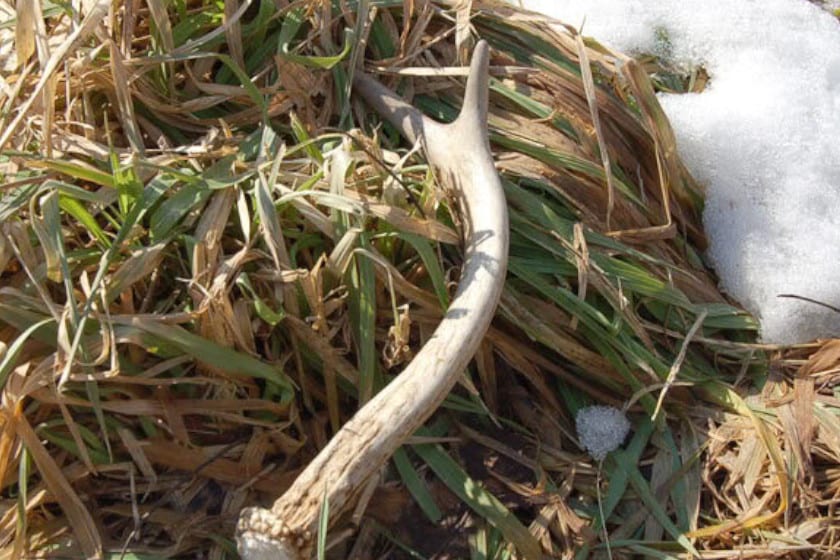 Shed Hunting Regulations