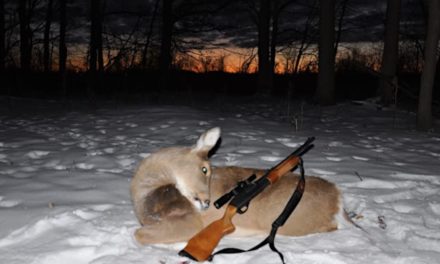 Michigan Late Doe Season, Key Dates and Regulations to Know
