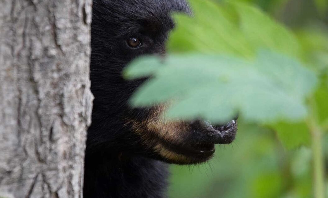 New Jersey Bear Hunting Season Moves Forward After Court Ruling
