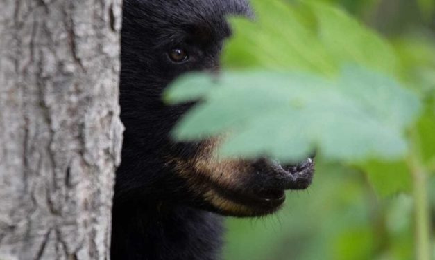 New Jersey Bear Hunting Season Moves Forward After Court Ruling