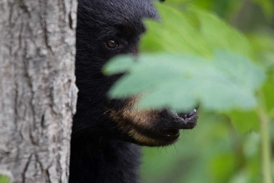 new jersey black bear hunting season