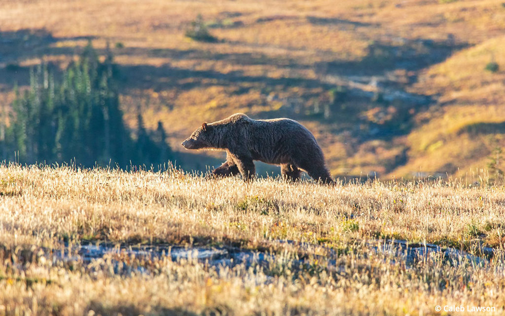 Photo Of The Day By Caleb Lawson